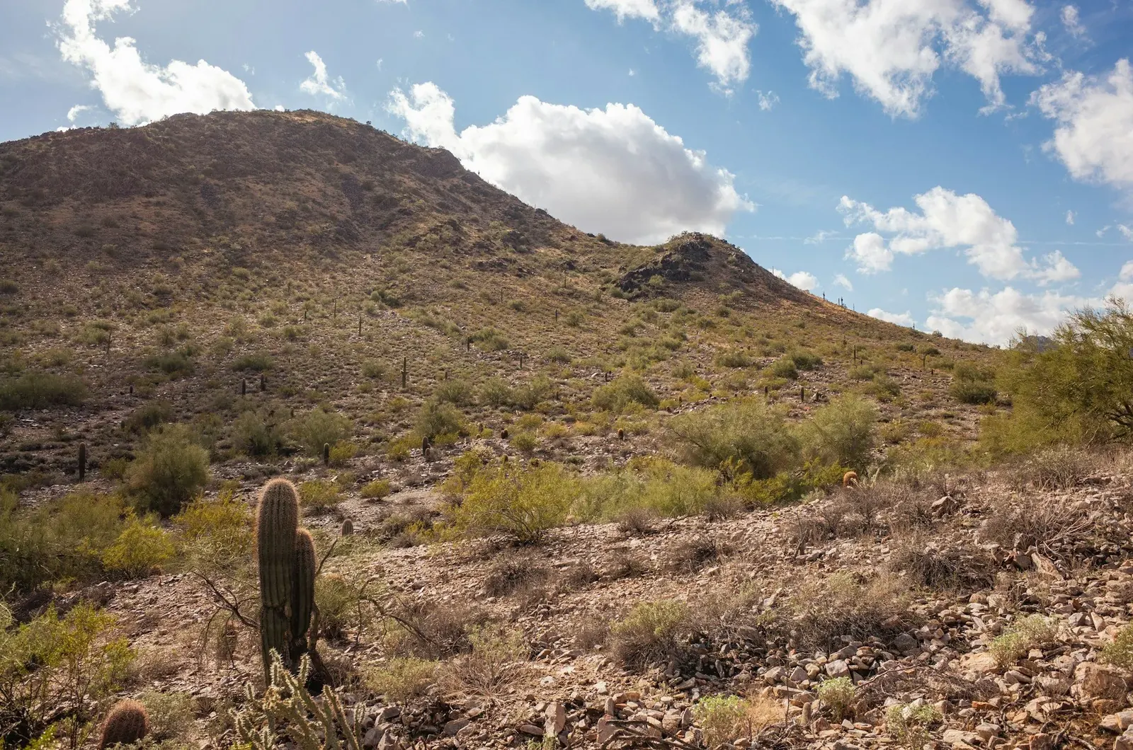 Desert hillside in North Scottsdale
